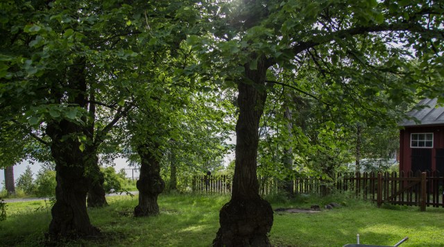 Rotissööri-Piknik-20